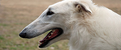 [ Random Borzoi Image ]