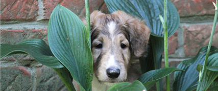 [ Random Borzoi Image ]