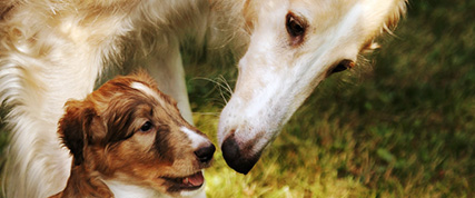 [ Random Borzoi Image ]