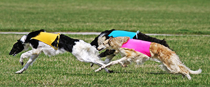 [ Random Borzoi Image ]