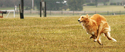 [ Random Borzoi Image ]