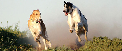 [ Random Borzoi Image ]