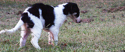 [ Random Borzoi Image ]