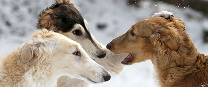 [ Random Borzoi Image ]