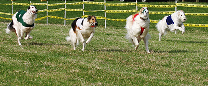 [ Random Borzoi Image ]