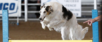 [ Random Borzoi Image ]