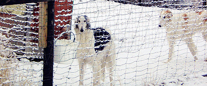 [ Random Borzoi Image ]