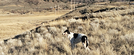 [ Random Borzoi Image ]