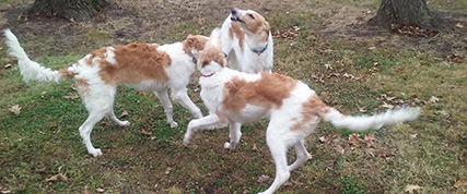 [ Random Borzoi Image ]