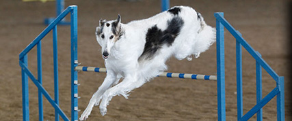 [ Random Borzoi Image ]