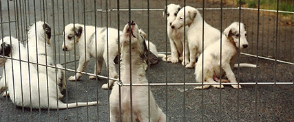 [ Random Borzoi Image ]