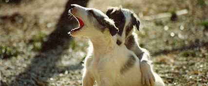 [ Random Borzoi Image ]