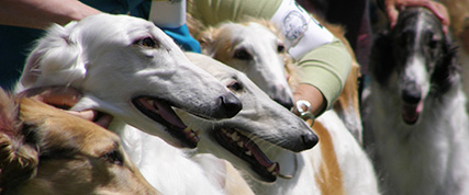 [ Random Borzoi Image ]