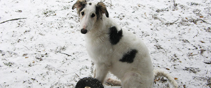 [ Random Borzoi Image ]