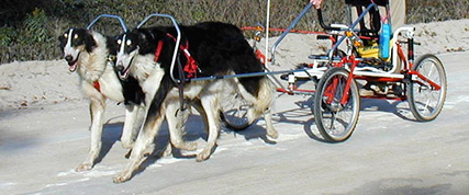 [ Random Borzoi Image ]