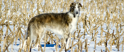 [ Random Borzoi Image ]