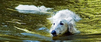 [ Random Borzoi Image ]