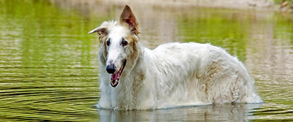 [ Random Borzoi Image ]