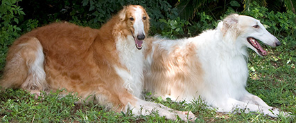 [ Random Borzoi Image ]