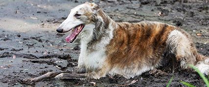 [ Random Borzoi Image ]