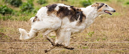 [ Random Borzoi Image ]