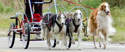 [ Random Borzoi Image ]