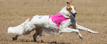 [ Random Borzoi Image ]