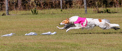 [ Random Borzoi Image ]