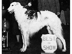 Borzoi Club of America 1952 Best of Breed - Ch. Nicholas of Sleeping Bear