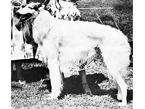 Borzoi Club of America 1955 Best of Breed - Ch. Walzoff Perchinoff