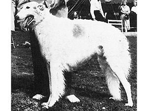 Borzoi Club of America 1957 Best of Breed - Ch. Rachmaninoff