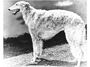 Borzoi Club of America 1960 West Best of Breed - Ch. Hollister of Rancho Gabriel