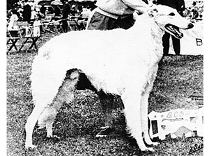 Borzoi Club of America 1962 Best of Breed - Ch. Denton’s Matvey, CDX