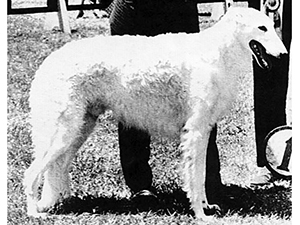 Borzoi Club of America 1963 Best of Breed - Ch. Nicholas Siberius