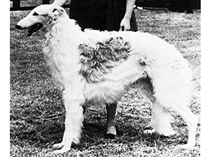 Borzoi Club of America 1965 Best of Breed - Ch. Chudak of Romanoff