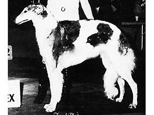 Borzoi Club of America 1967 Best of Breed - Ch. Cordova Mishka of Baronoff