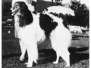 Borzoi Club of America 1969 West Best of Breed - Ch. Vronsky of Volga