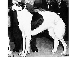 Borzoi Club of America 1970 East Best of Breed - Ch. Loral's Larissa Ivanovna