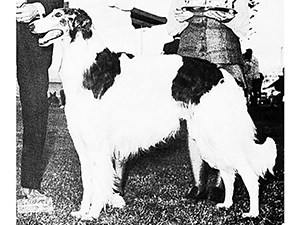 Borzoi Club of America 1970 West Best of Breed - Ch. Kall of the Wild's Zandor