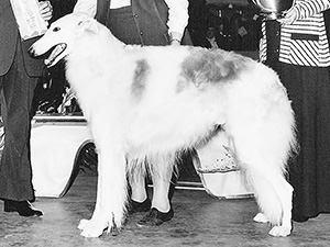 Borzoi Club of America 1971 Best of Breed - Ch. Loral's Iossif Ivanevitch