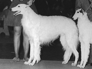 Borzoi Club of America 1973 East Best of Breed - Ch. Majenkir Sverkai Snow Stag, CD