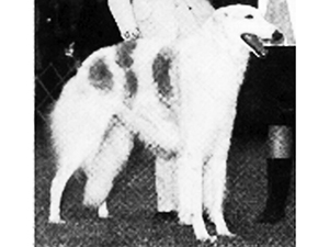 Borzoi Club of America 1973 Independent Best of Breed - Ch. Cossack's Aristotle