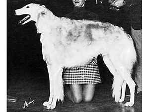 Borzoi Club of America 1973 West Best of Breed - Ch. White Eagle of Rancho Gabriel