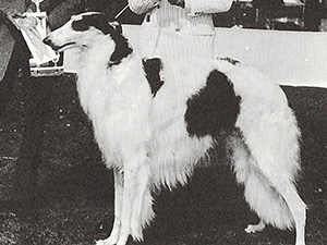 Borzoi Club of America 1974 Best of Breed - Ch. Sirhan Poraschai