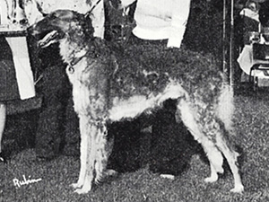 Borzoi Club of America 1975 West Best of Breed - Ch. Apollo's Malachi Del Viento, CD