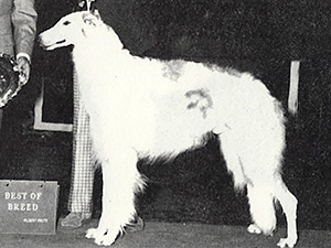 Borzoi Club of America 1976 East Best of Breed - Ch. Laba's Arimsky