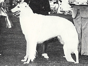 Borzoi Club of America 1976 West Best of Breed - Ch. Wildwood's Diva of Phantom Lake