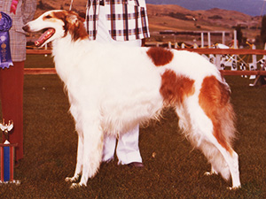 Borzoi Club of America 1978 West Best of Breed - Ch. Kishniga's Desert Song