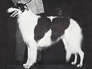 Borzoi Club of America 1979 Best of Breed - Ch. Larissa's Elegante Hijo