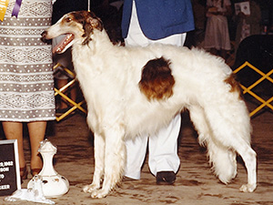 Borzoi Club of America 1982 Best of Breed - Ch. Kishniga's Dirlov Augustus